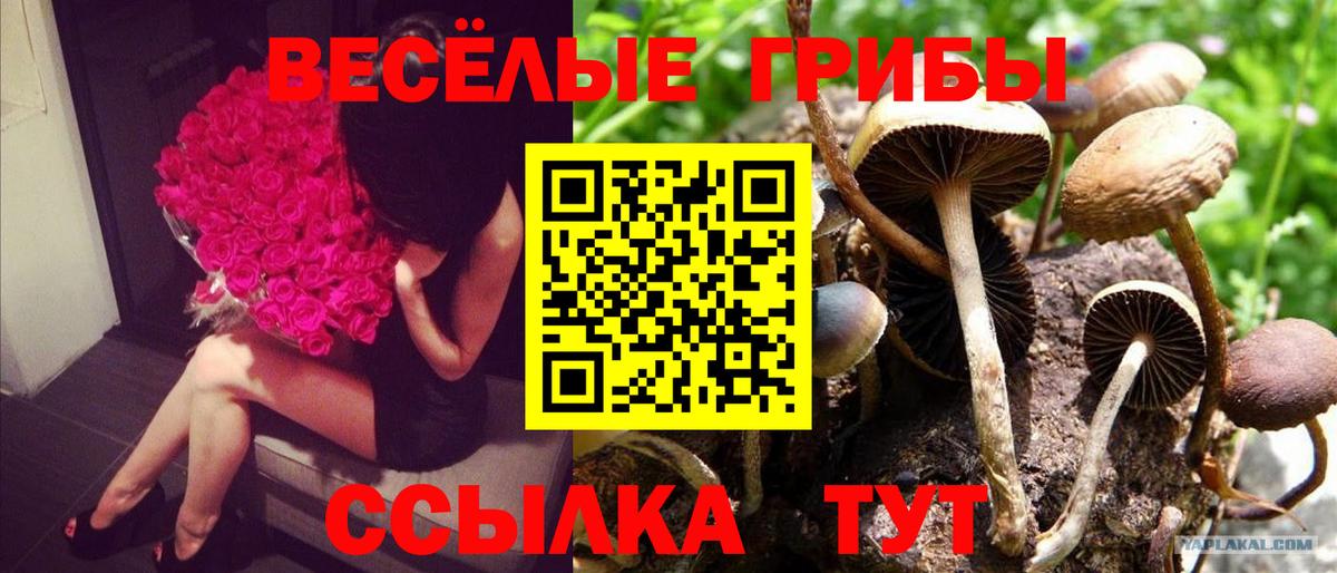 Ишимбай  Галлюциногенные грибы Cubensis  Вход с VPN 